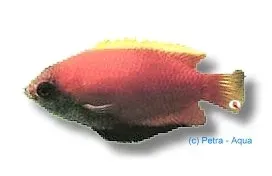 Näsets Ciklidhobby Colisa sota red akvariefisk 4–5 cm röd