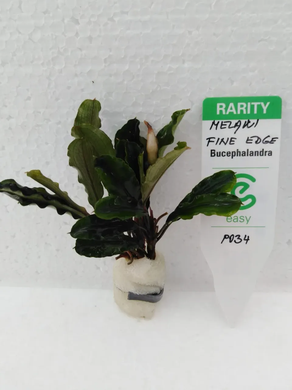Näsets Ciklidhobby Bucephalandra melawi akvarieväxt Easy8 tålig