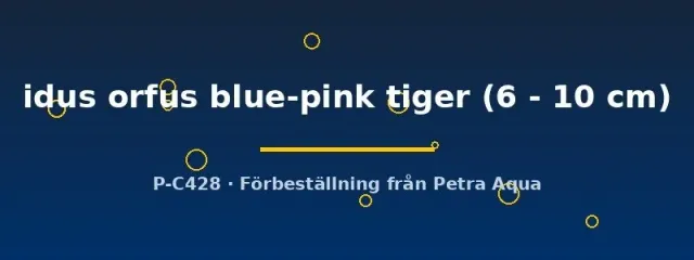 Leuciscus idus orfus blue-pink tiger dammfisk 6–10 cm