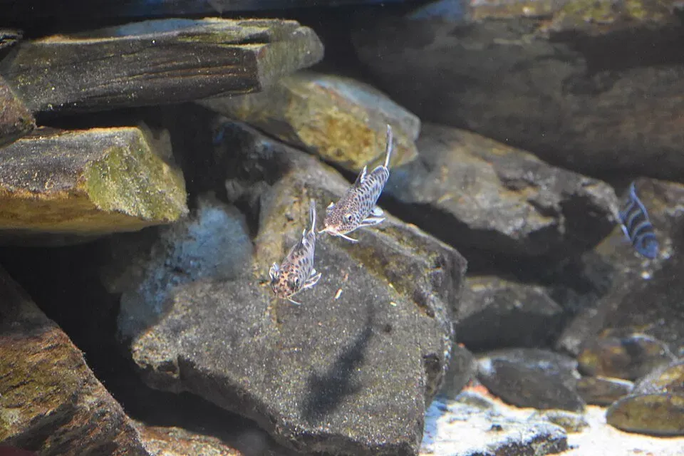 Gökmal Synodontis multipunctata mal 3,5-4 cm