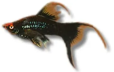 Näsets Xiphophorus helleri Black Lyra svärdfisk 4-5 cm