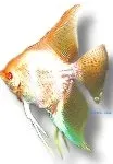 Näsets Ciklidhobby Gold Albino skalar 4–5 cm guld