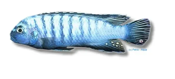 Näsets Ciklidhobby Pseudotropheus elongatus cobalt ciklid 4–5 cm