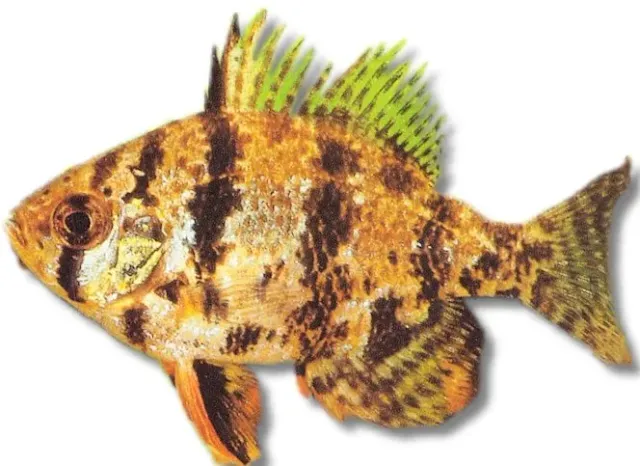 Näsets Ciklidhobby Mesogonistius solabborre 4-5 cm
