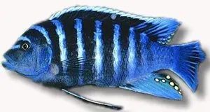 Näsets Ciklidhobby Cynotilapia afra Chimate ciklid 5–6 cm