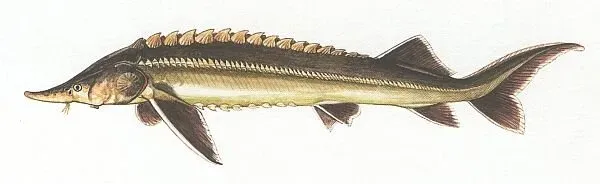 Näsets Ciklidhobby Acipenser ruthenus akvariefisk 35–40 cm kallvatten