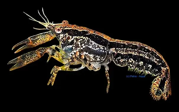 Näsets Ciklidhobby Cambarellus texanus dvärgkräfta 2-3 cm