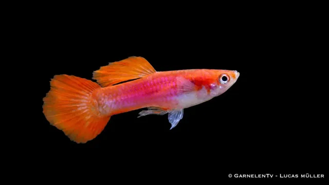 Poecilia Reticulata Flame guppy hane orange-röd