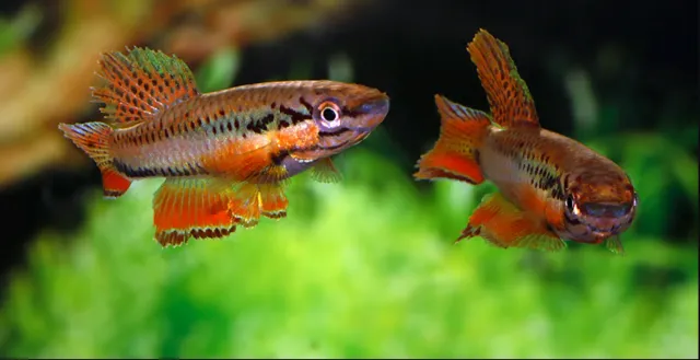 Näsets Ciklidhobby Bivittatum Funge killi 4–5 cm par