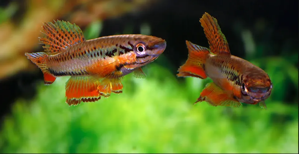 Näsets Ciklidhobby Bivittatum Funge killi 4–5 cm par