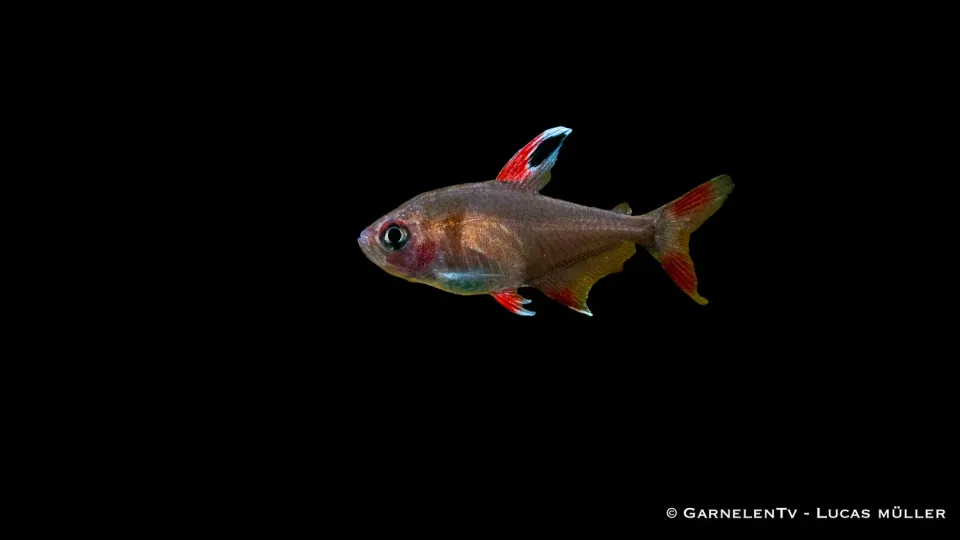 Garnelen TV Schmucksalmler White Fin akvariefisk DNZ