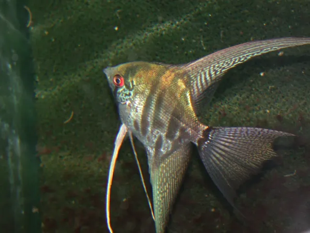 Näsets Ciklidhobby Pterophyllum scalare leopard slöjskalär 5–5,5 cm
