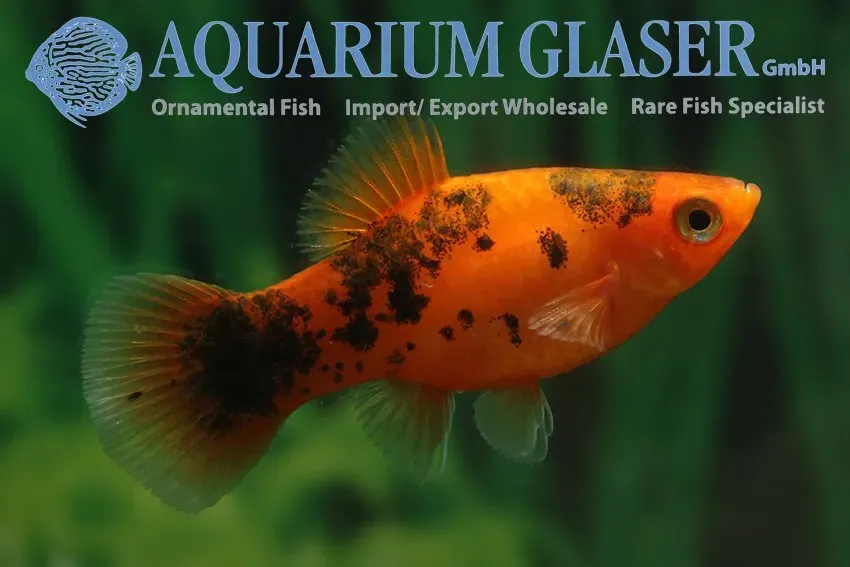 Näsets Ciklidhobby Platy Red White Pepper & Salt akvariefisk lg