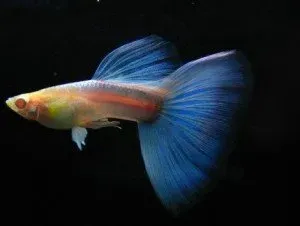 Näsets Ciklidhobby Sky Blue Albino guppy 3–3,5 cm par sällskap