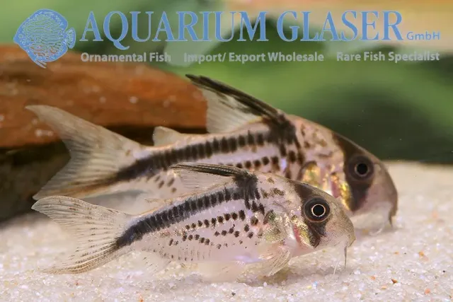 Näsets Ciklidhobby Corydoras loxozonus pansarmal md-lg
