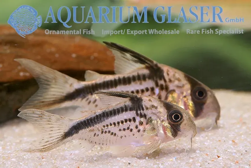 Näsets Ciklidhobby Corydoras loxozonus pansarmal md-lg