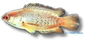 Näsets Ciklidhobby Anabas klätterabborre 6-8 cm
