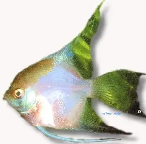 Näsets Ciklidhobby Pterophyllum scalare ghost l.f. skalar 1,5-2 cm