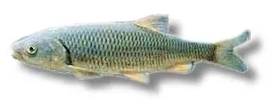 Näsets Ciklidhobby Leuciscus idus orfus blue dammfisk 12–15 cm