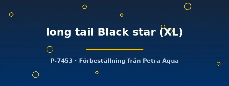 Näsets Ciklidhobby Black Star kampfisk XL hane
