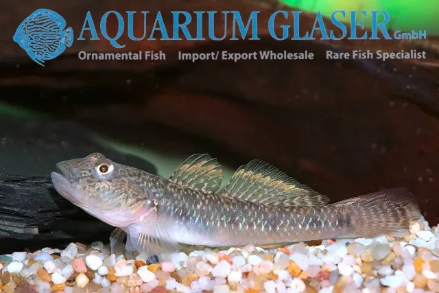 Rhinogobius similis wild smörbult 4–6 cm