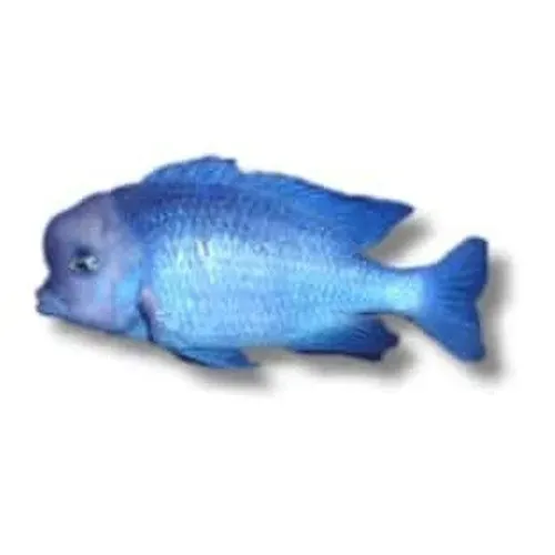 Cyrtocara moorii blå delfinciklid akvariefisk 4-5 cm Malawi
