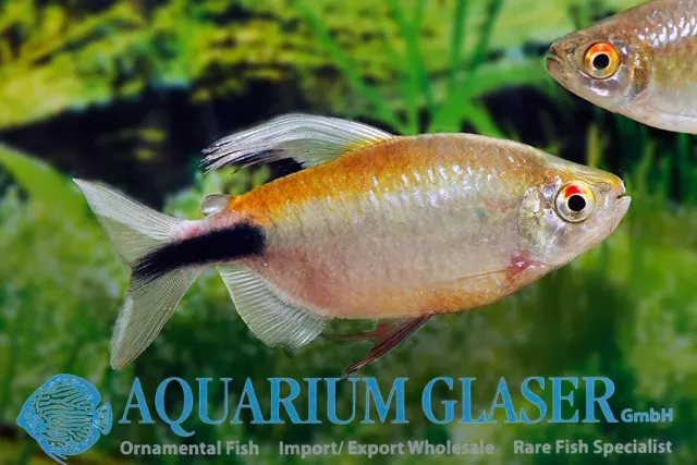 Näsets Ciklidhobby Brycinus longipinnis fisk md-lg stimfisk