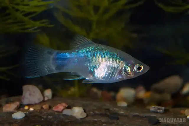 Pseudotropheus johannii ciklid 6–7 cm mbuna