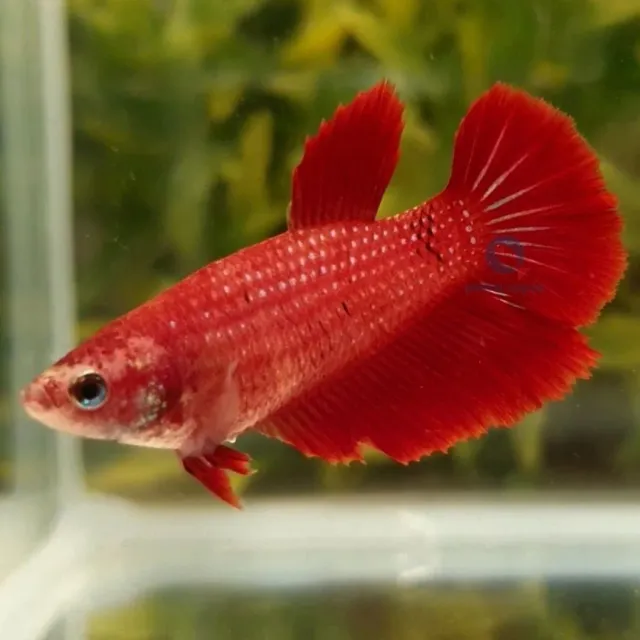 Näsets Ciklidhobby Betta spl. Halfmoon red XL kampfisk hona