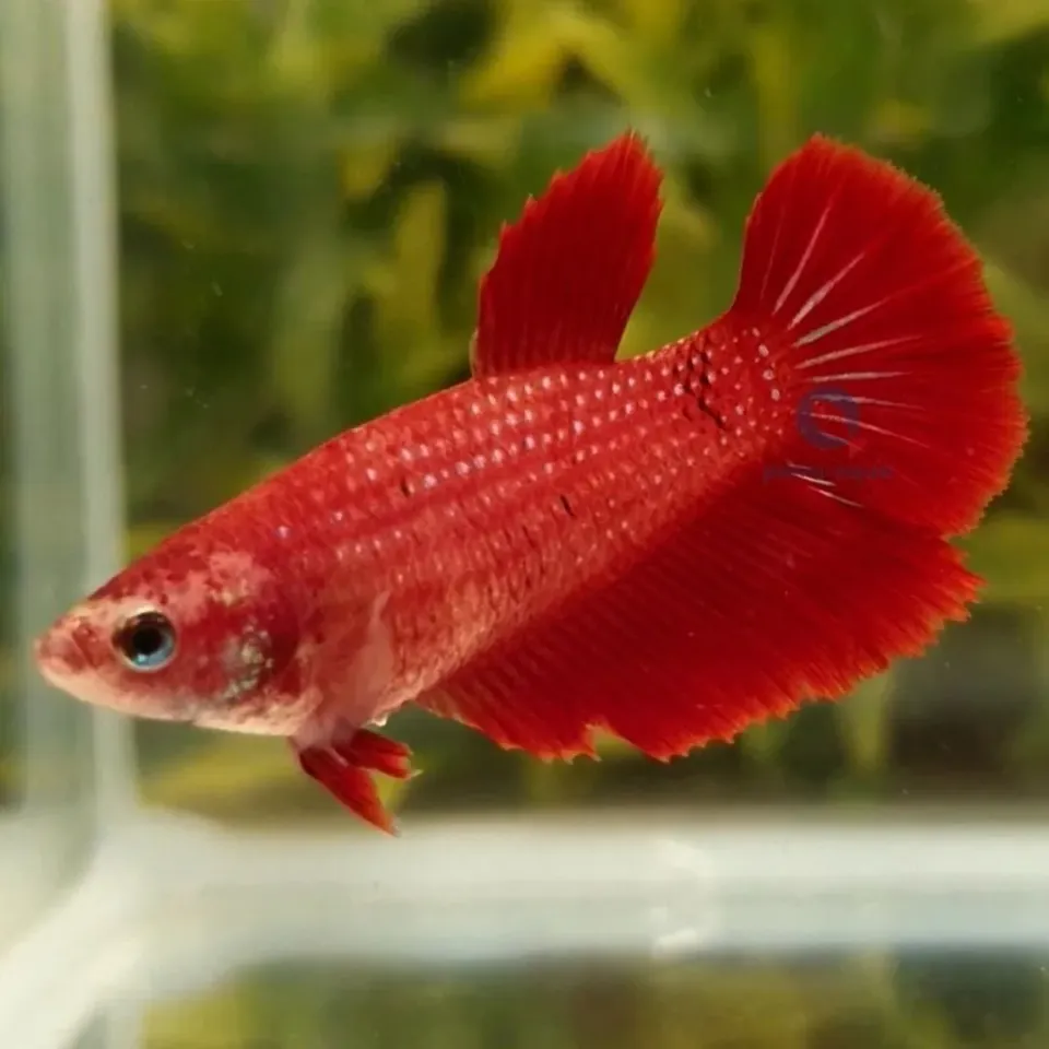 Näsets Ciklidhobby Betta spl. Halfmoon red XL kampfisk hona