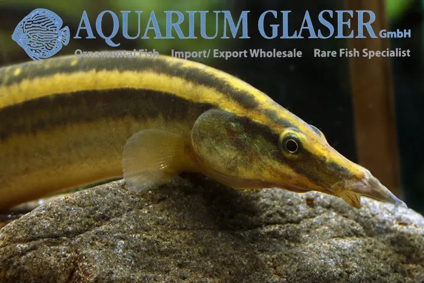Näsets Ciklidhobby Macrognathus aculeatus taggål 15–20 cm