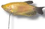 Näsets Ciklidhobby Trichogaster trichopterus gold akvariefisk 4–5 cm