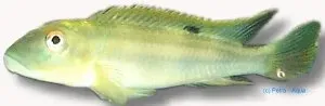 Näsets Ciklidhobby Steatocranus tinanti ciklid 5,5–7 cm bottenlevande
