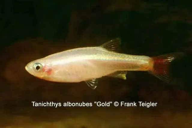 Tanichthys Golden bergbarb minnow md guld