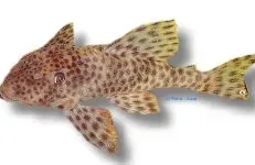 Näsets Ciklidhobby L006 Peckoltia oligospila mal 8–10 cm