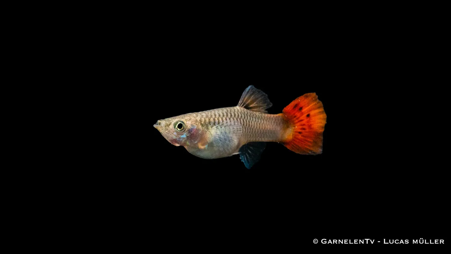 Garnelen TV Guppy Pink akvariefisk hona