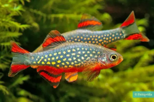 Näsets Ciklidhobby Galaxy rasbora stimfisk 1,5–2 cm pärl