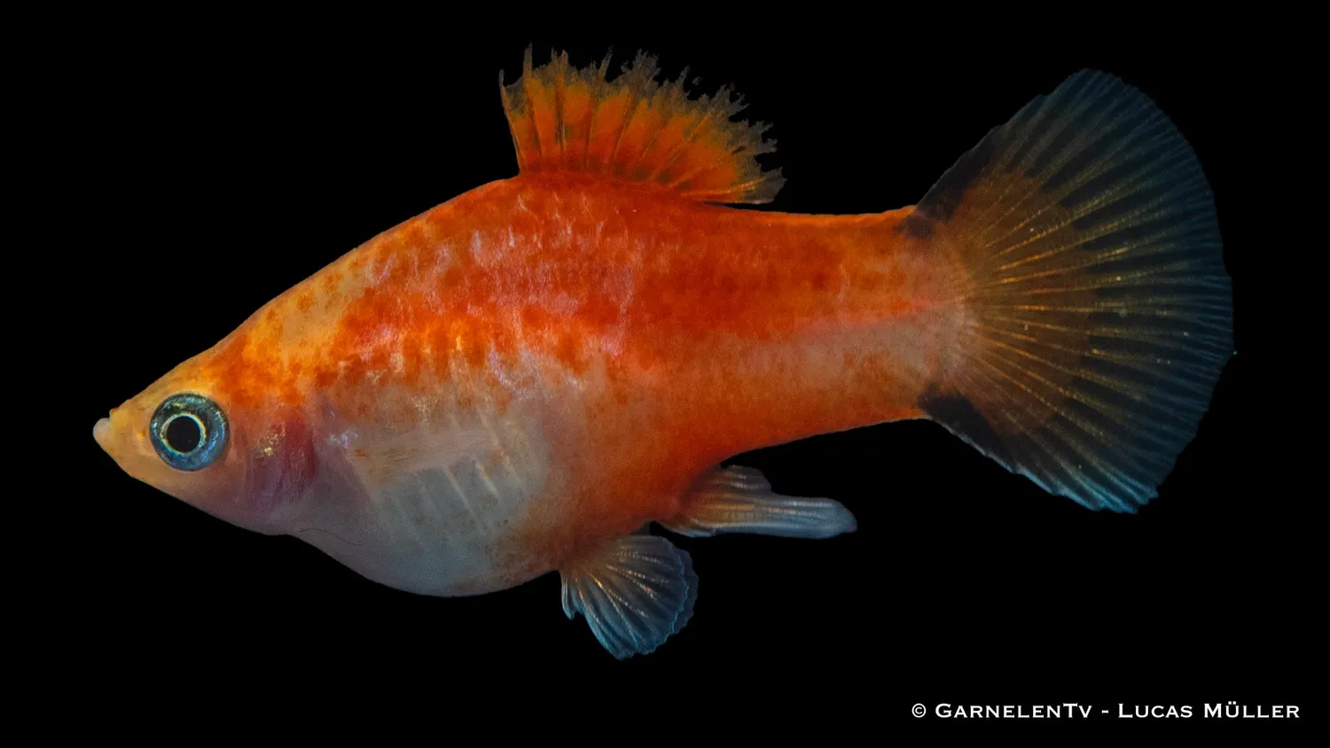 Garnelen TV Xiphophorus maculatus platy ananas