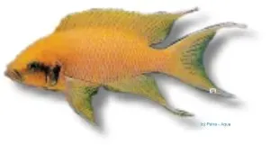 Näsets Ciklidhobby Lamprologus pulcher akvariefisk >5,5 cm Tanganyika