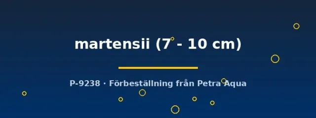 Doryichthys martensii kantnål 7–10 cm lugn