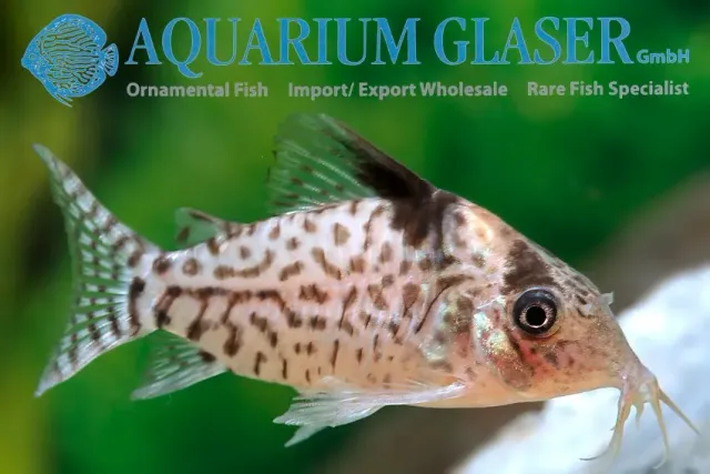 Näsets Ciklidhobby Corydoras ambiacus pansarmal md-lg