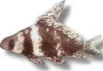 Näsets Ciklidhobby Myxocyprinus asiaticus segelkarp 8–9 cm
