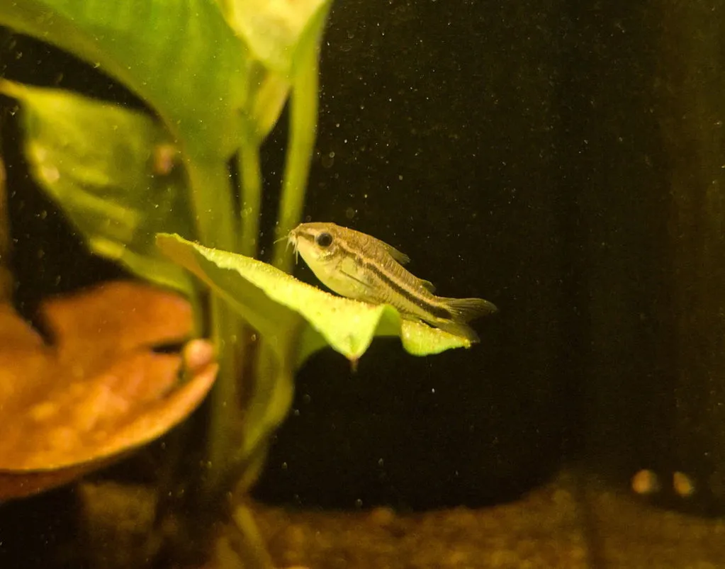 Garnelen TV Corydoras pygmaeus dvärgpansarmal stimfisk fredlig