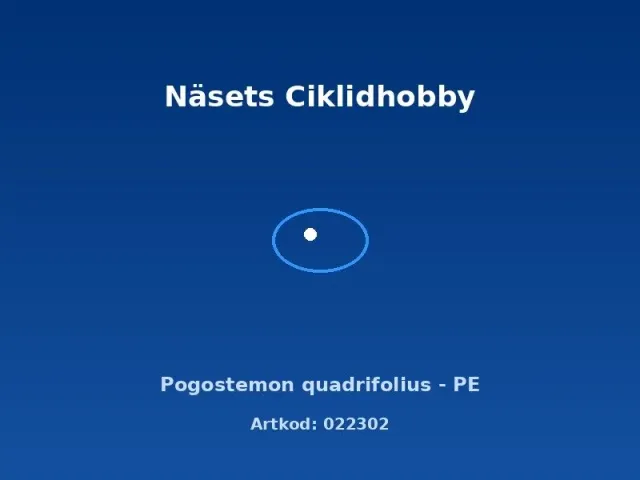 Näsets Ciklidhobby Pogostemon quadrifolius akvarieväxt PE grön
