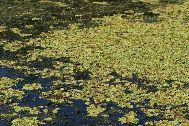 Näsets Ciklidhobby Salvinia natans LF flytväxt lättskött