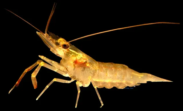 Näsets Ciklidhobby Macrobrachium glass shrimp sötvattensräka 3 cm