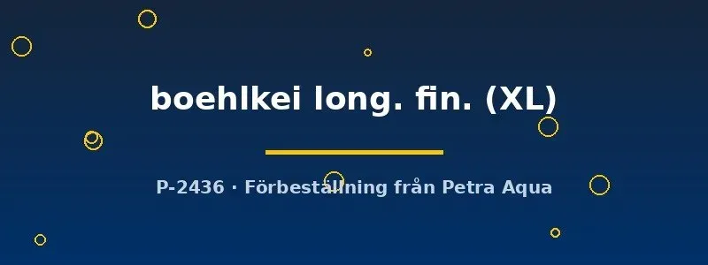Näsets Ciklidhobby Thayeria boehlkei long fin XL tetra slöjfenad