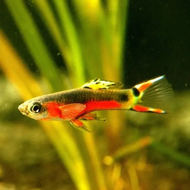 Näsets Ciklidhobby Santa Maria Bleeding Heart endler guppy