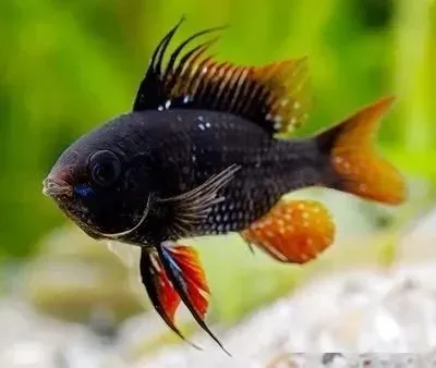 Näsets Ciklidhobby Ramirezi Black Devil fjärilsciklid 50 liter