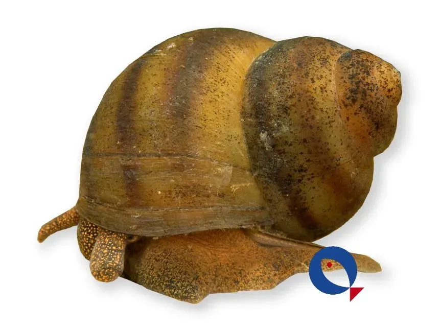 Näsets Ciklidhobby Viviparus viviparus dammsnäcka 1,5–3 cm